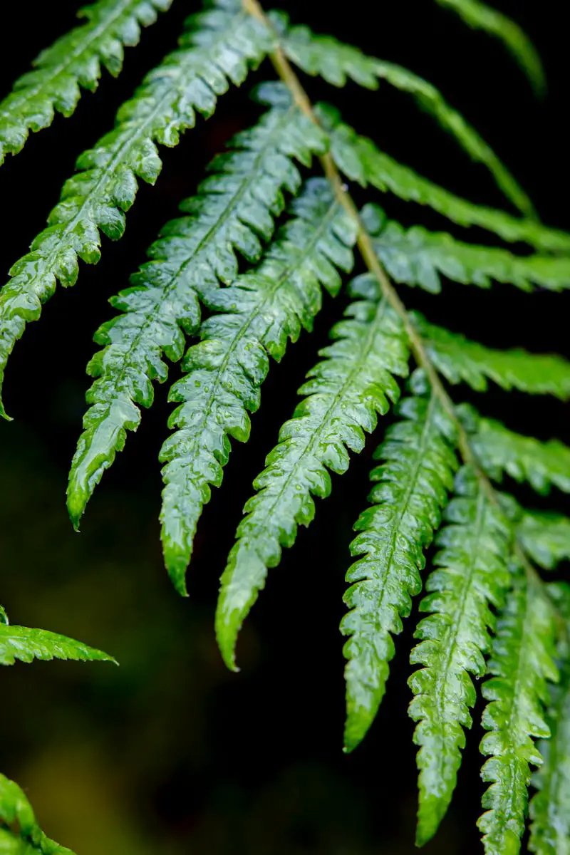 A close up of a fern leaf with green leaves