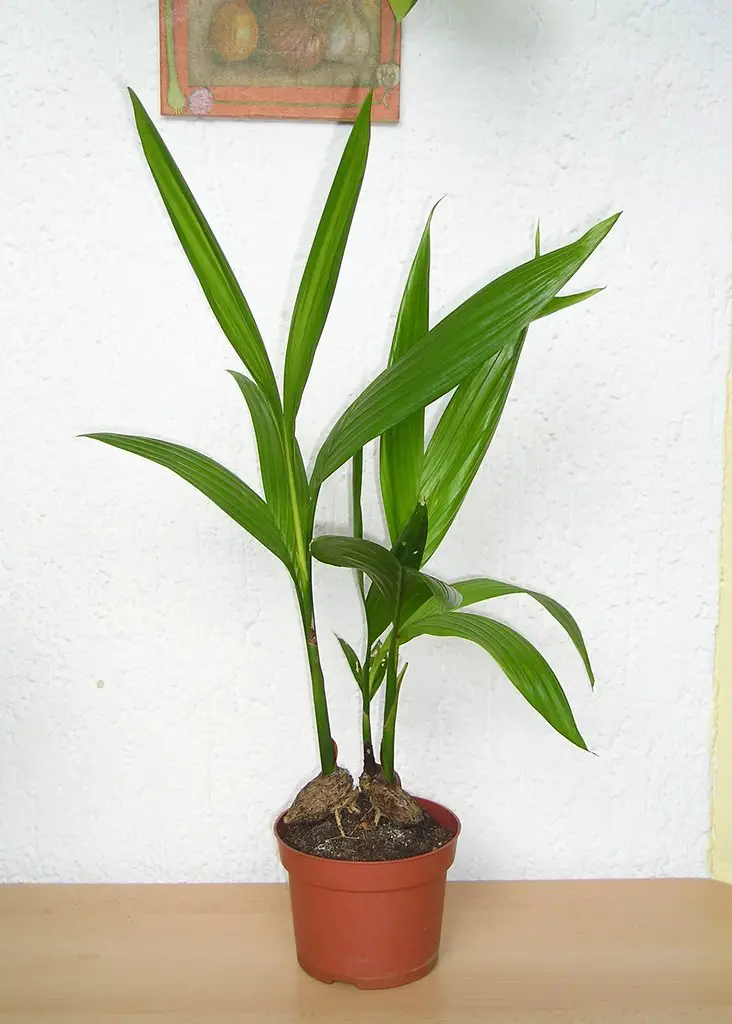 DIY Indoor Propagation: How to Multiply Your Bamboo Palm Collection