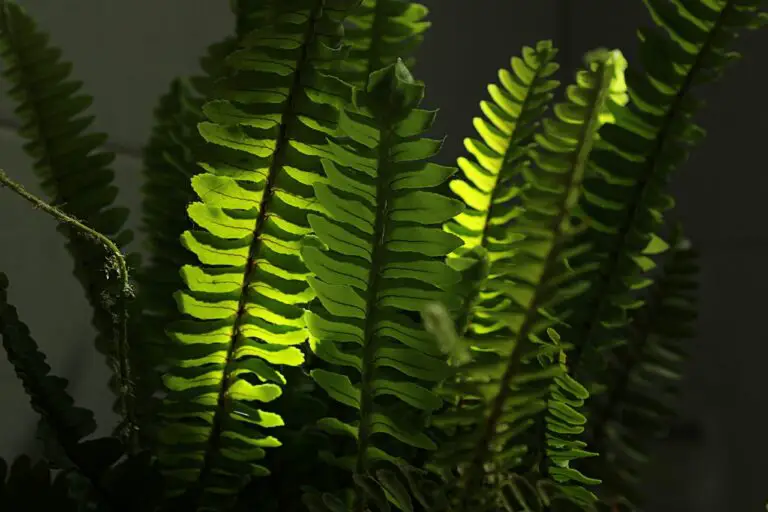 Understanding the Light Requirements of Indoor Boston Ferns