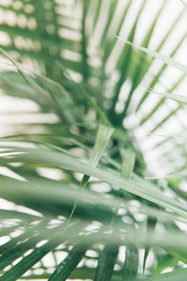 Indoor Bamboo Palm: Finding the Ideal Location