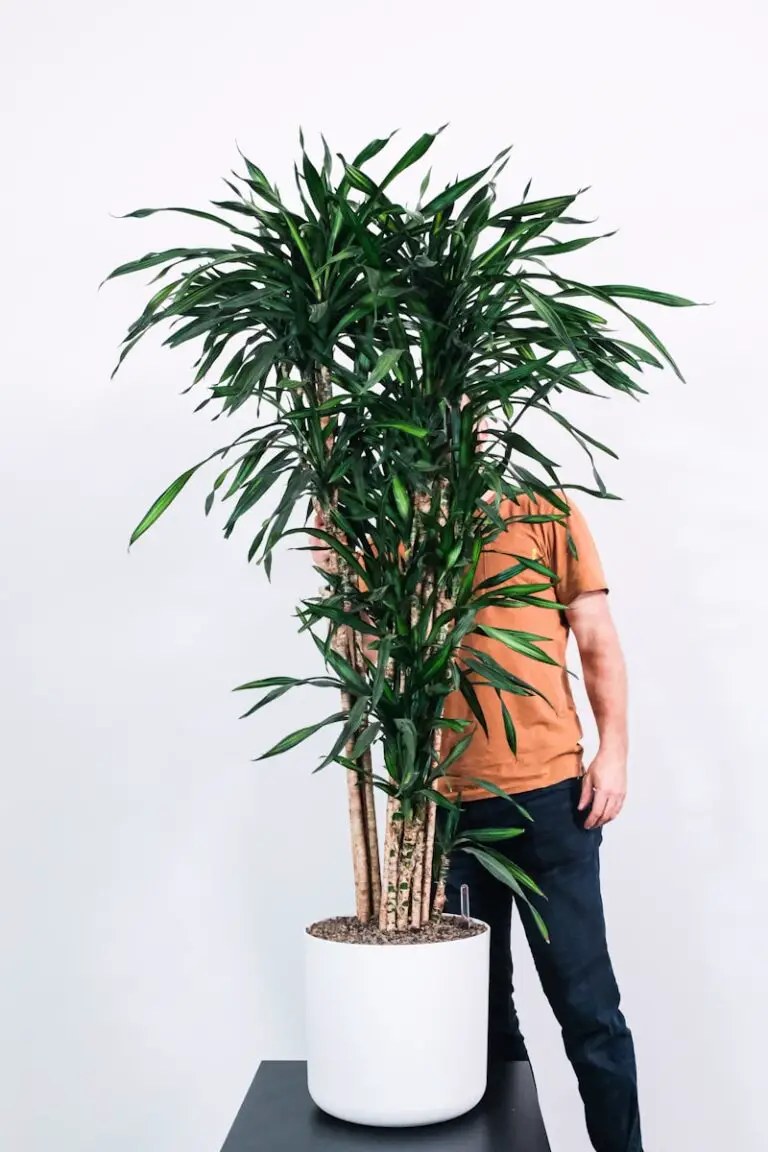 Decoding Indoor Bamboo Palm Stress Signs: Yellowing Leaves and Browning Tips