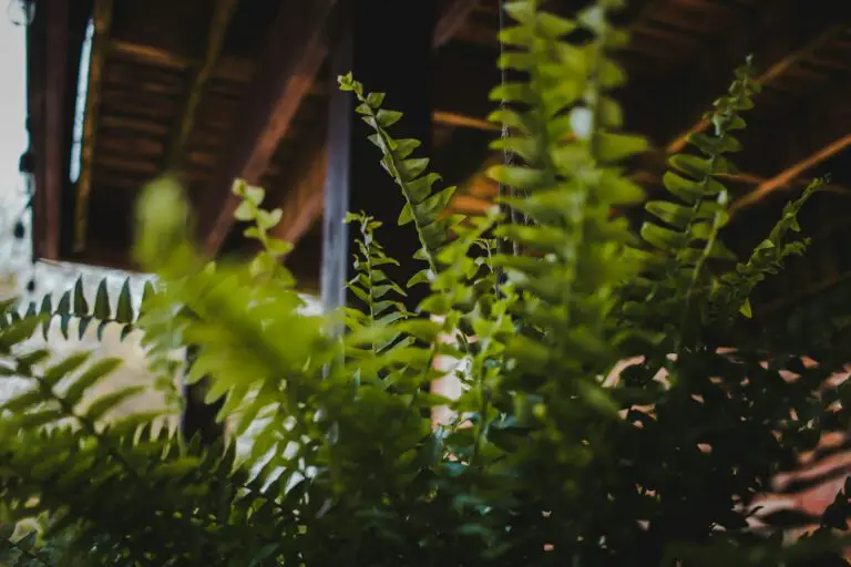 Tips for Keeping Your Indoor Boston Fern Healthy While You’re Away